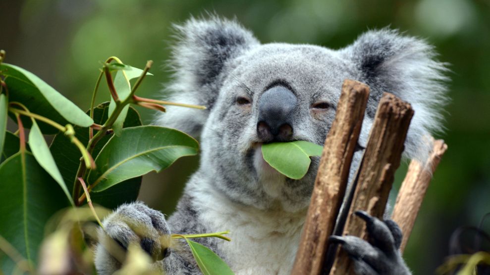 Koalas Every Hour (@KoalasEveryHr) on Twitter photo 2023-06-20 06:00:03