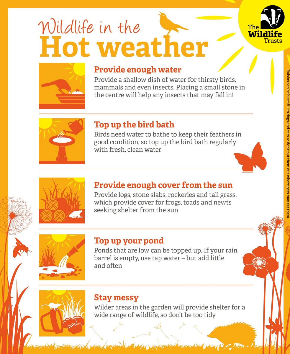 It’s the first official day of summer tomorrow so we’re sharing a simple guide to helping wildlife in the heat. There are lots of easy things you can do, like provide water ☀ 👉 wildlifetrusts.org/actions/how-pr… #30DaysWild