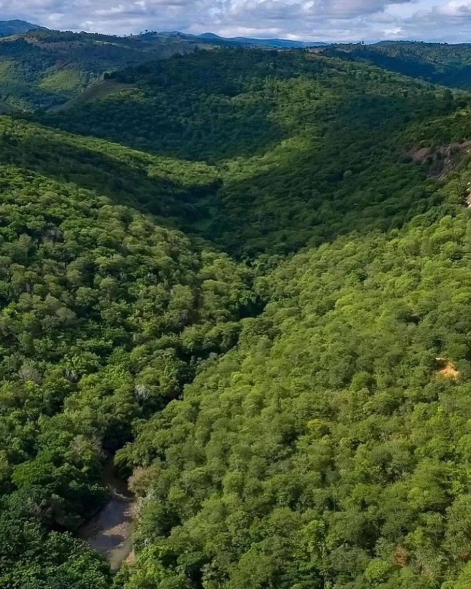 arboles_magicos's tweet photo. Un fotógrafo y su esposa plantaron 2 millones de árboles durante 20 años, restaurando con éxito un bosque destruido en Brasil.🌳🌿
Este increíble esfuerzo no solo devolvió la vida al bosque, sino que también provocó el regreso de numerosos animales, creando un ecosistema próspero.💚

#fotografo #arbol #brasil #animales #ecosistema #exito #prospero #amor 
Credit to  @soypvrpose