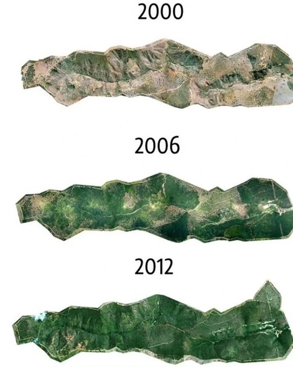 arboles_magicos's tweet photo. Un fotógrafo y su esposa plantaron 2 millones de árboles durante 20 años, restaurando con éxito un bosque destruido en Brasil.🌳🌿
Este increíble esfuerzo no solo devolvió la vida al bosque, sino que también provocó el regreso de numerosos animales, creando un ecosistema próspero.💚

#fotografo #arbol #brasil #animales #ecosistema #exito #prospero #amor 
Credit to  @soypvrpose