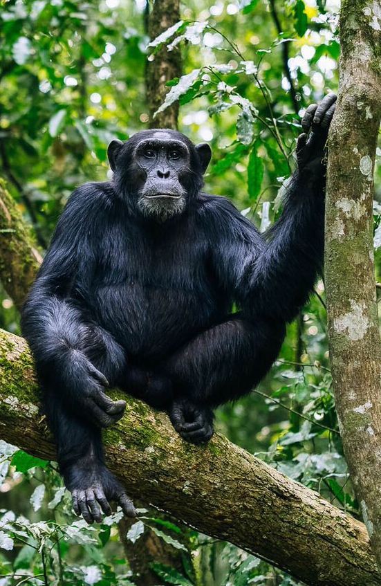 Uganda_Expozed's tweet photo. Uganda remains one of the few undiscovered yet beautiful for tour and travel destinations in Africa and indeed it's the Pearl of Africa.

#ExploreUganda 
#TourismExibitionWeek

@LillyAjarova @TPC_Africa @RoamingUganda @Hanzetours @wekesa_amos @UmarDavin1 @Noble_uga https://t.co/rA2Iv84mrd