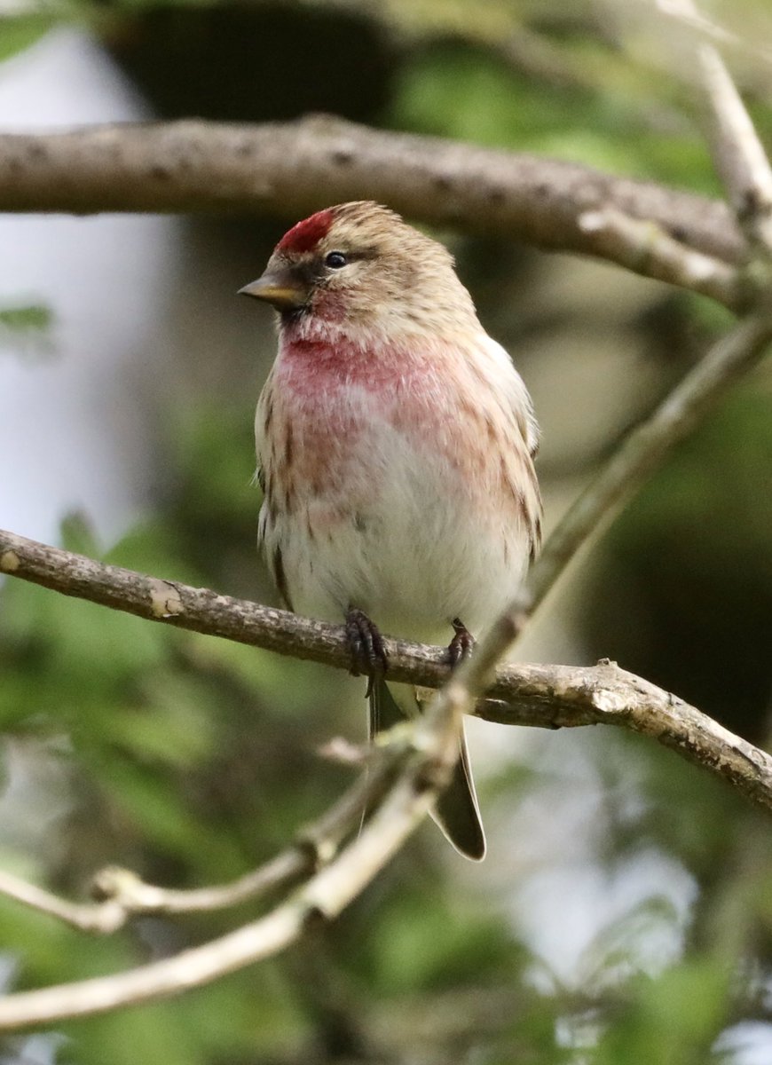 Beautiful male Redpoll #redpoll #bird #birding #birdlovers #birdoftheday #birdphotography #birds #BirdsOfTwitter #BirdsSeenIn2023 #BirdsUp #BirdUp #birdwatcher #birdwatchers #birdwatching #bbccountryfilemagpotd #BBCWildlifePOTD