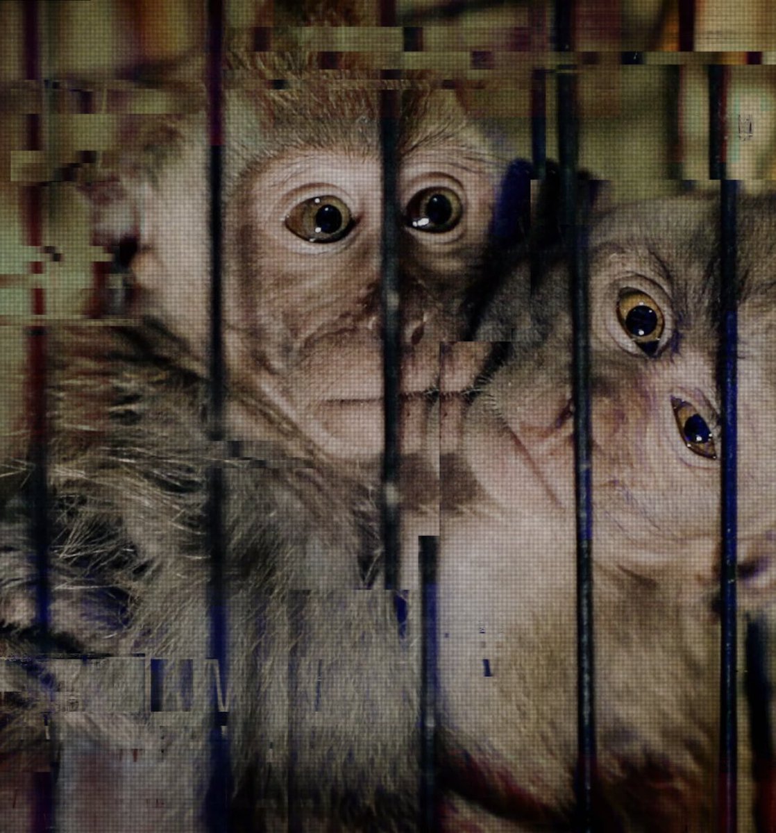 Animal_Watch's tweet image. 𝐇𝐮𝐧𝐭𝐢𝐧𝐠 𝐭𝐡𝐞 𝐦𝐨𝐧𝐤𝐞𝐲 𝐭𝐨𝐫𝐭𝐮𝐫𝐞𝐫𝐬
A BBC investigation has uncovered a global monkey torture ring. This is the story of the torturers, the amateur sleuths who hunted them, and the fate of Mini, the baby monkey who became a celebrity in their twisted world.
𝑩𝒚…