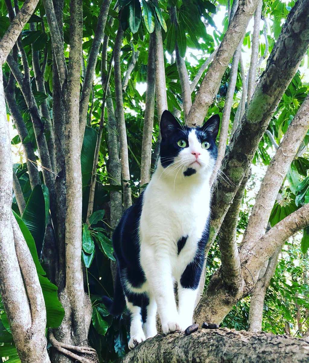 Kitty_Dingolove's tweet photo. 木登りシンバ君だにゃ❣️🌳💞💞
#blackandwhitecat #treeclimbingcat #tuxedocat #catoftheday
#にゃんだふるらいふ #はちわれボーイ
#木登り猫 #猫のいる暮らし https://t.co/t4o3ZOahrM