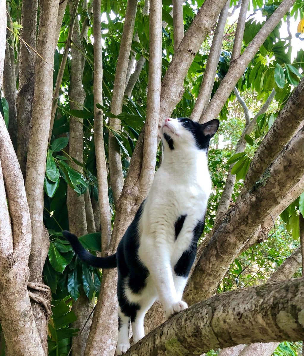 木登りシンバ君だにゃ❣️🌳💞💞
#blackandwhitecat #treeclimbingcat #tuxedocat #catoftheday 
#にゃんだふるらいふ #はちわれボーイ 
#木登り猫 #猫のいる暮らし