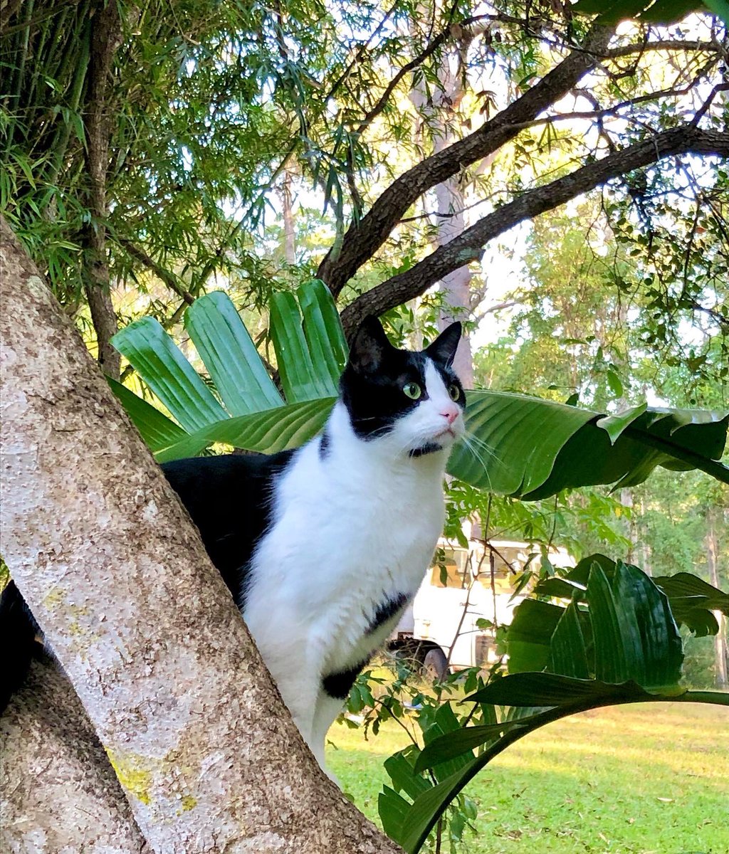 Kitty_Dingolove's tweet photo. 木登りシンバ君だにゃ❣️🌳💞💞
#blackandwhitecat #treeclimbingcat #tuxedocat #catoftheday
#にゃんだふるらいふ #はちわれボーイ
#木登り猫 #猫のいる暮らし https://t.co/t4o3ZOahrM