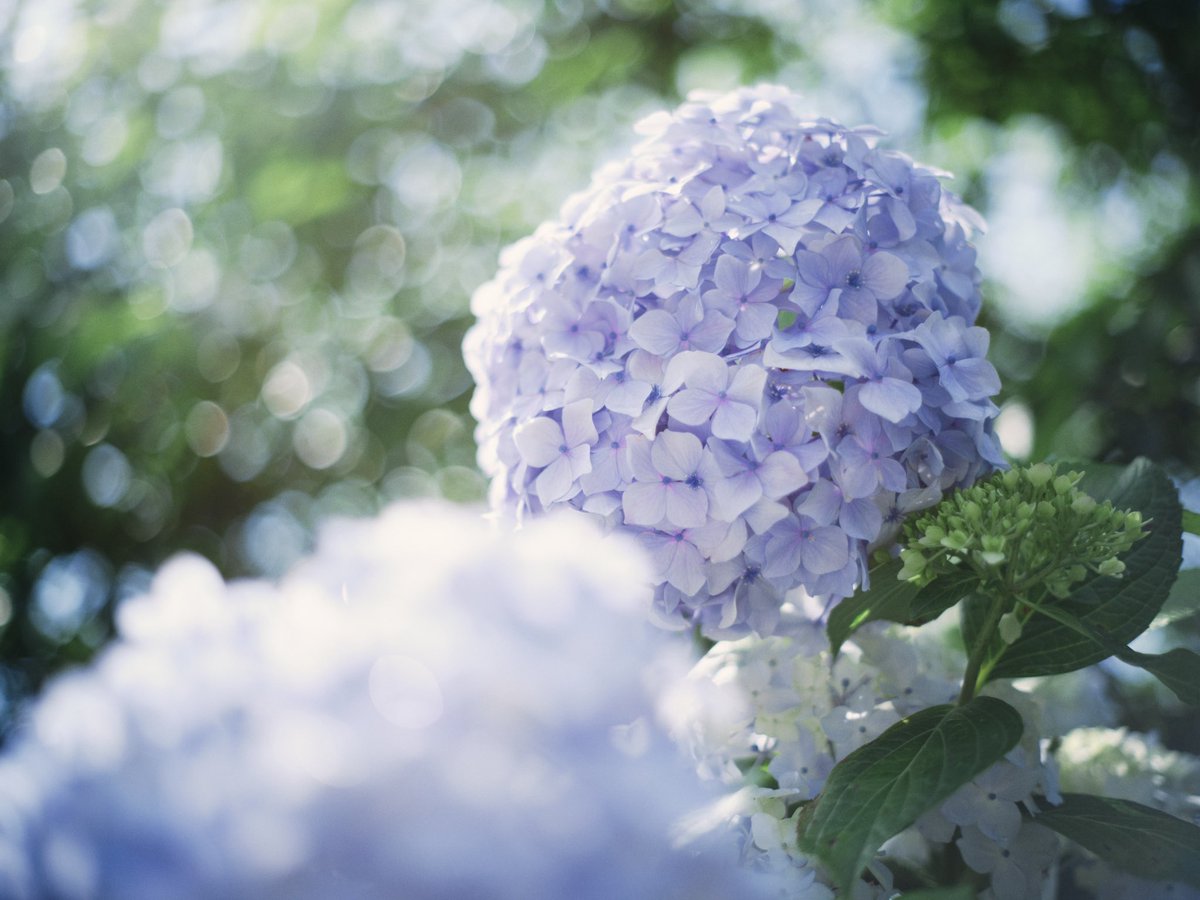紫陽花
#gfx50r #pentax