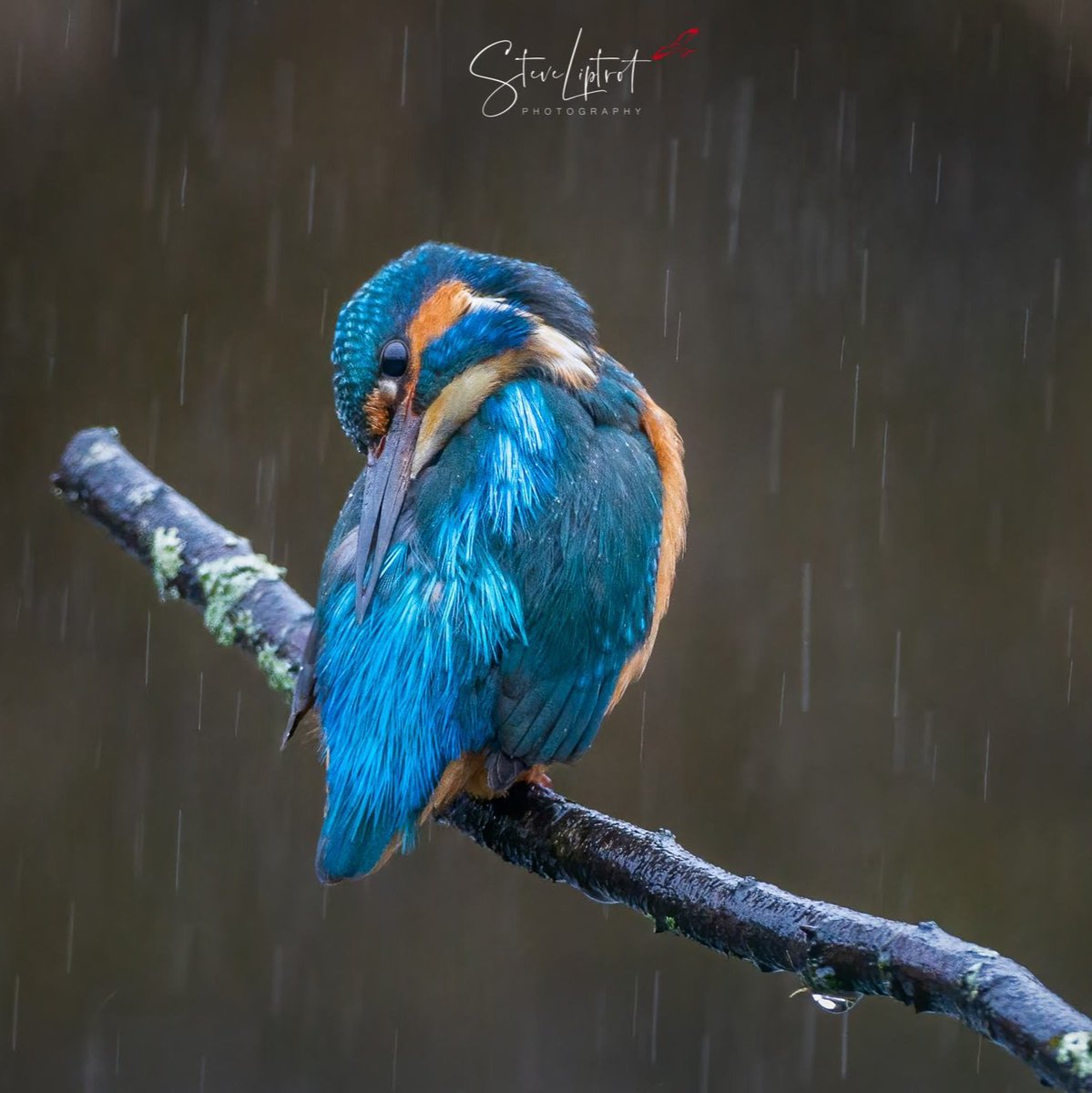 HERE COMES THE RAIN 🌧 

@ThePhotoHour @WildlifeMag @BBCCountryfile @Natures_Voice 
#wildlife #jessopsmoment