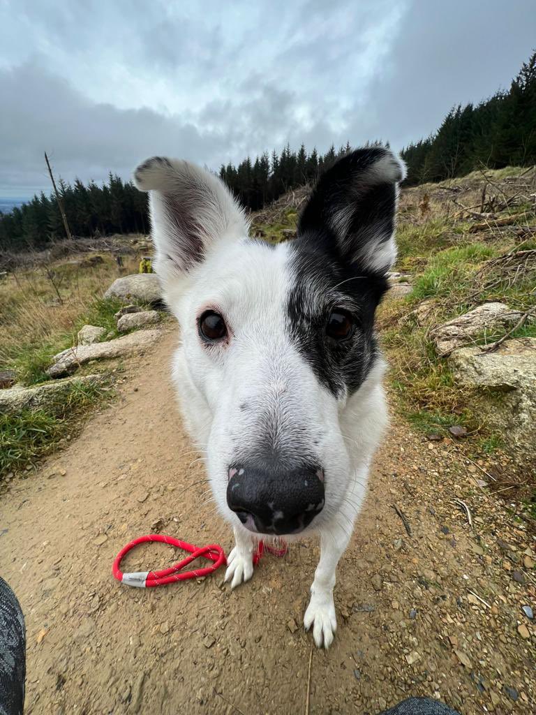 🚫Stop, We need your help🚫

This time last year we did our first appeal for Jordan. We have done several since and still NOTHING. 

At this stage we are begging for this boy! He is 12 years old and at the end of June he will be ❗️ 500 days❗️in a shelter. 

#appeal #Dogs #help