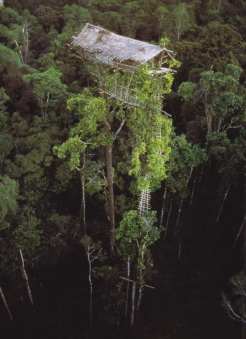 Built by the Korowai people in Papua New Guinea...
#architecture #arquitectura