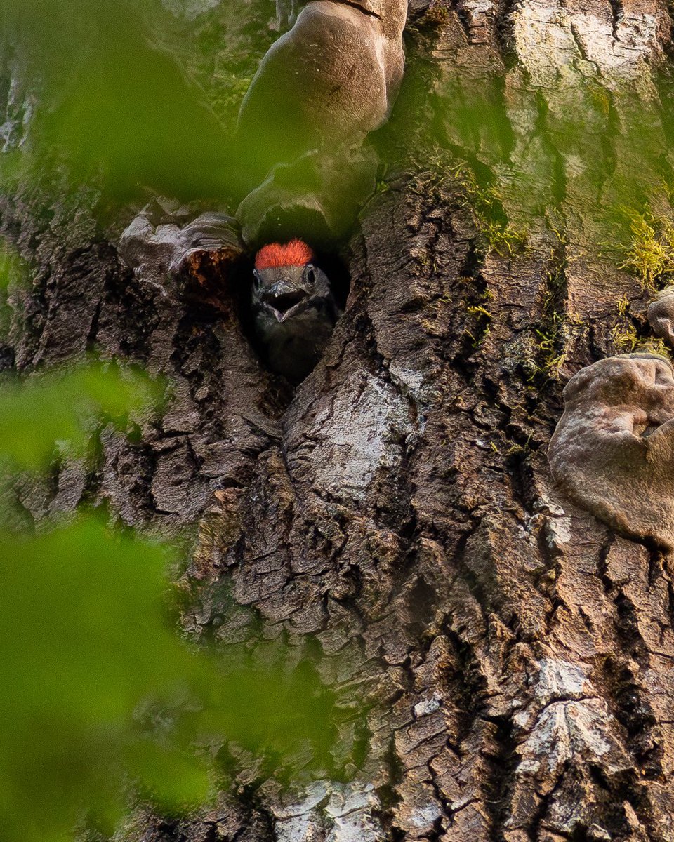 HenrikBerglind's tweet photo. En del kvällar när jag kommer hem från skogen funderar jag på varför jag burit med mig kameran då jag knappt har tagit några foton. Igår var inte sån kväll.

#hackspett #woodpecker #rådjur #roedeer #deer https://t.co/brBAi7MMdz