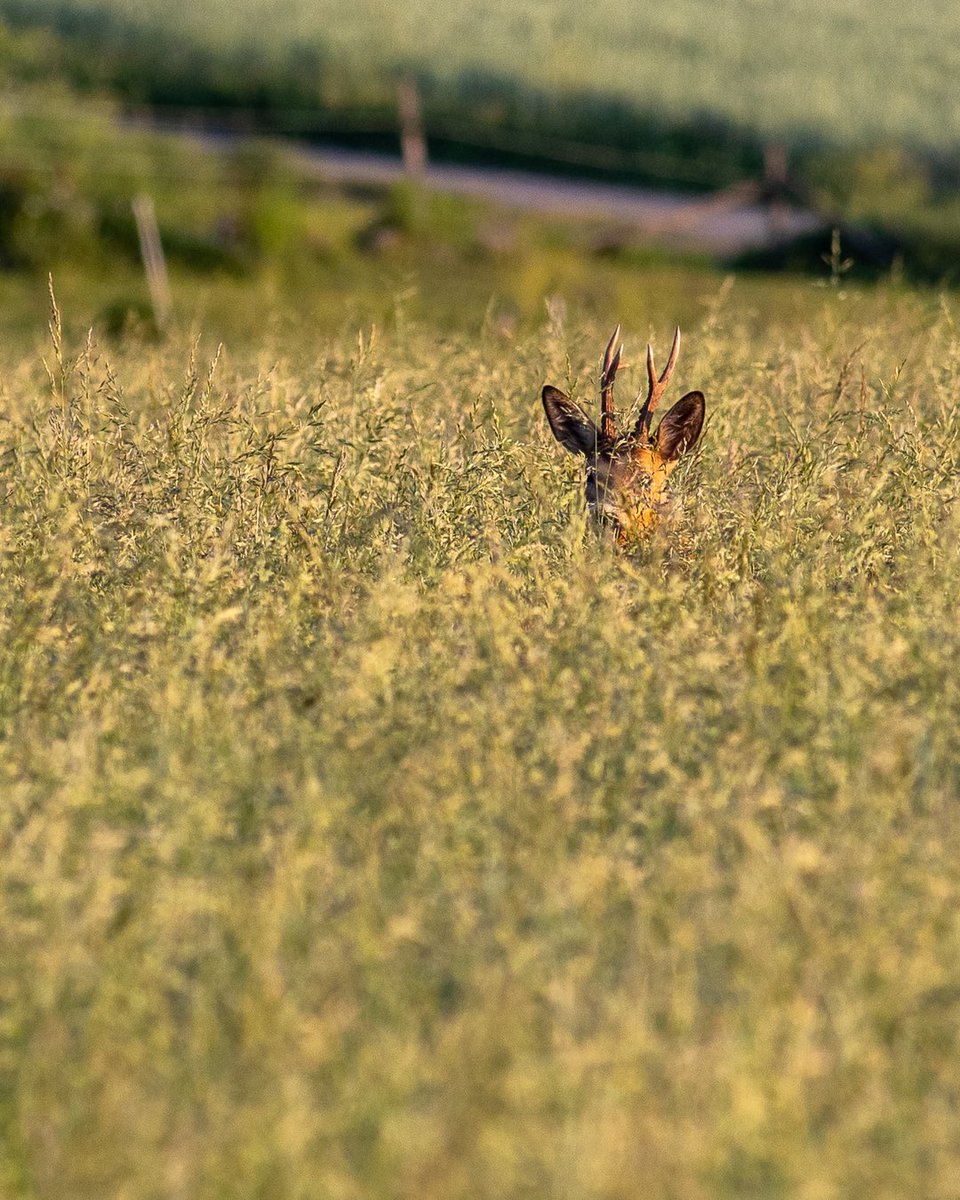 HenrikBerglind's tweet photo. En del kvällar när jag kommer hem från skogen funderar jag på varför jag burit med mig kameran då jag knappt har tagit några foton. Igår var inte sån kväll.

#hackspett #woodpecker #rådjur #roedeer #deer https://t.co/brBAi7MMdz