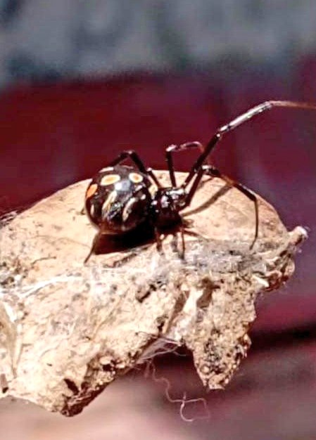 Peatonsito's tweet photo. @Arachno_Cosas quisiera preguntarte si es de importancia médica 🚑

Gracias 😊

@COAOAmbiental @gsvoax @NasarioAmbiente @PeatonVigilante @AtoyacRio https://t.co/BuXDCVJrk5