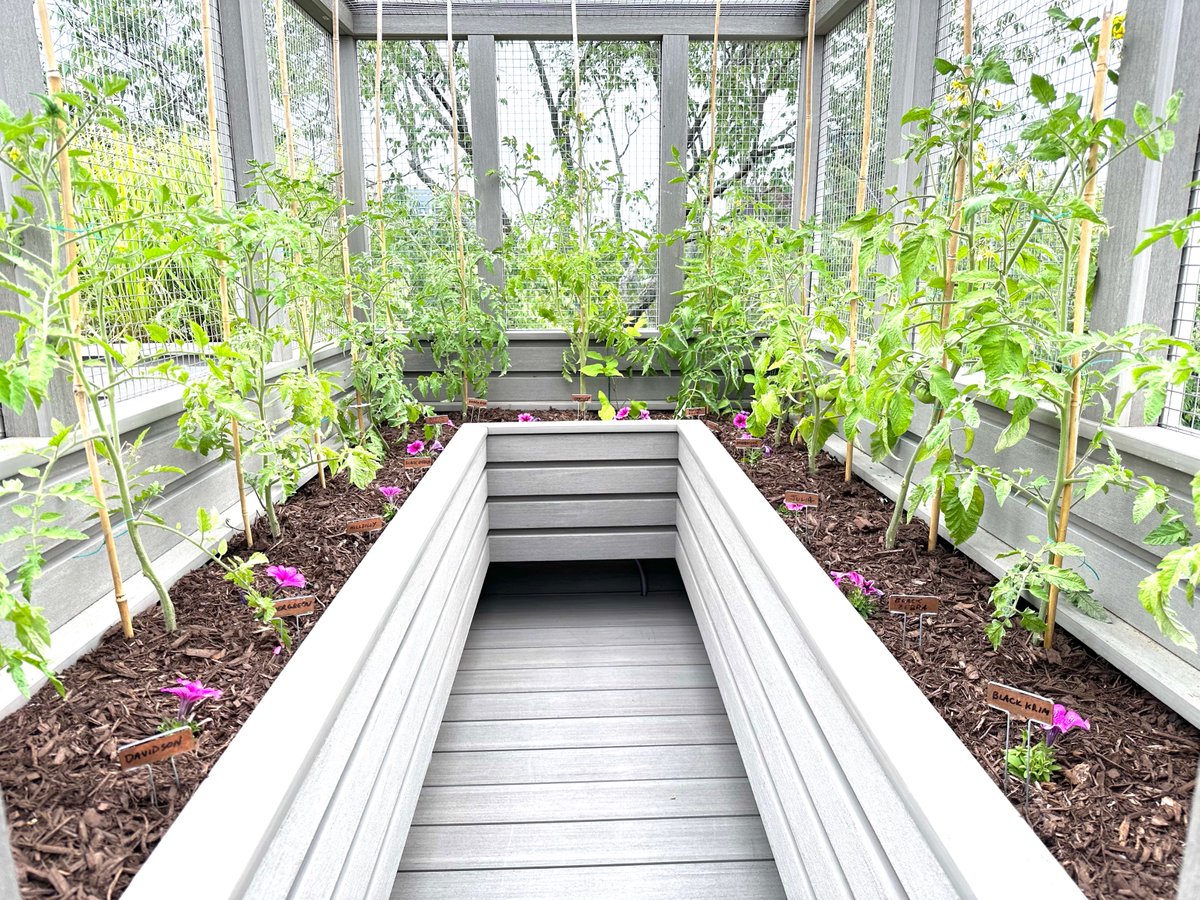 TheTedAllen's tweet photo. @lakeanagirl @kris007brown Ground Control / #TomatoComm
#GroundControl / Tomato Comm
Take your #phosphate pills /
And get your veg growth on https://t.co/B01AV50HNq