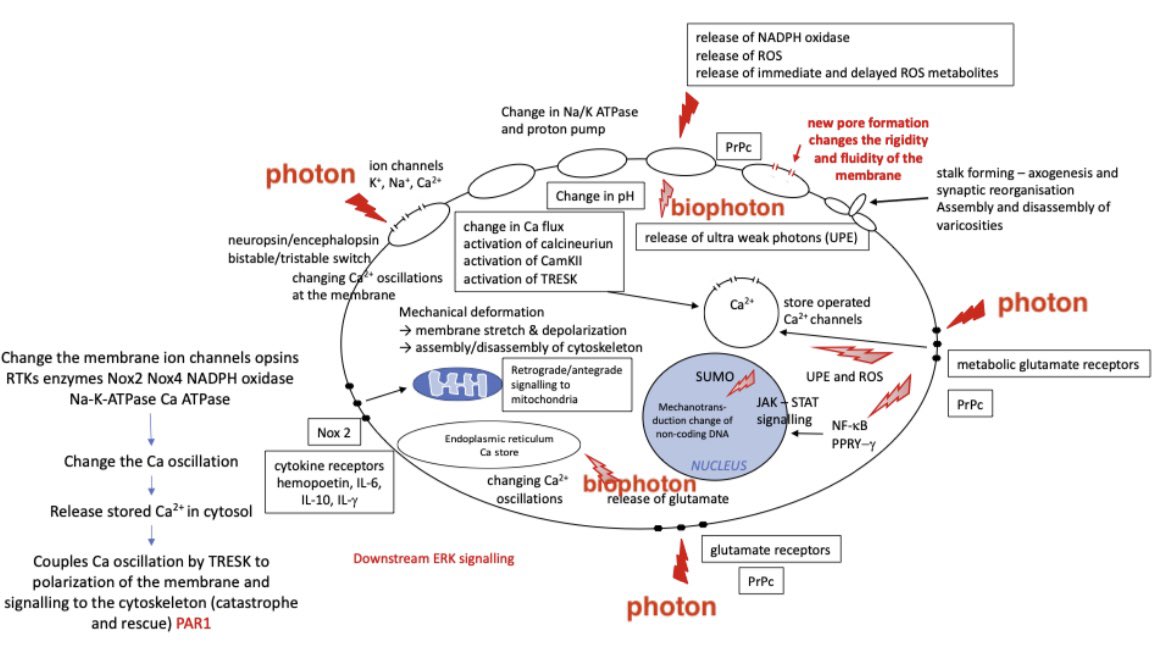 mdpi-res.com/d_attachment/b…

Photophysical Mechanisms of Photobiomodulation Therapy as Precision Medicine 💡 🧬