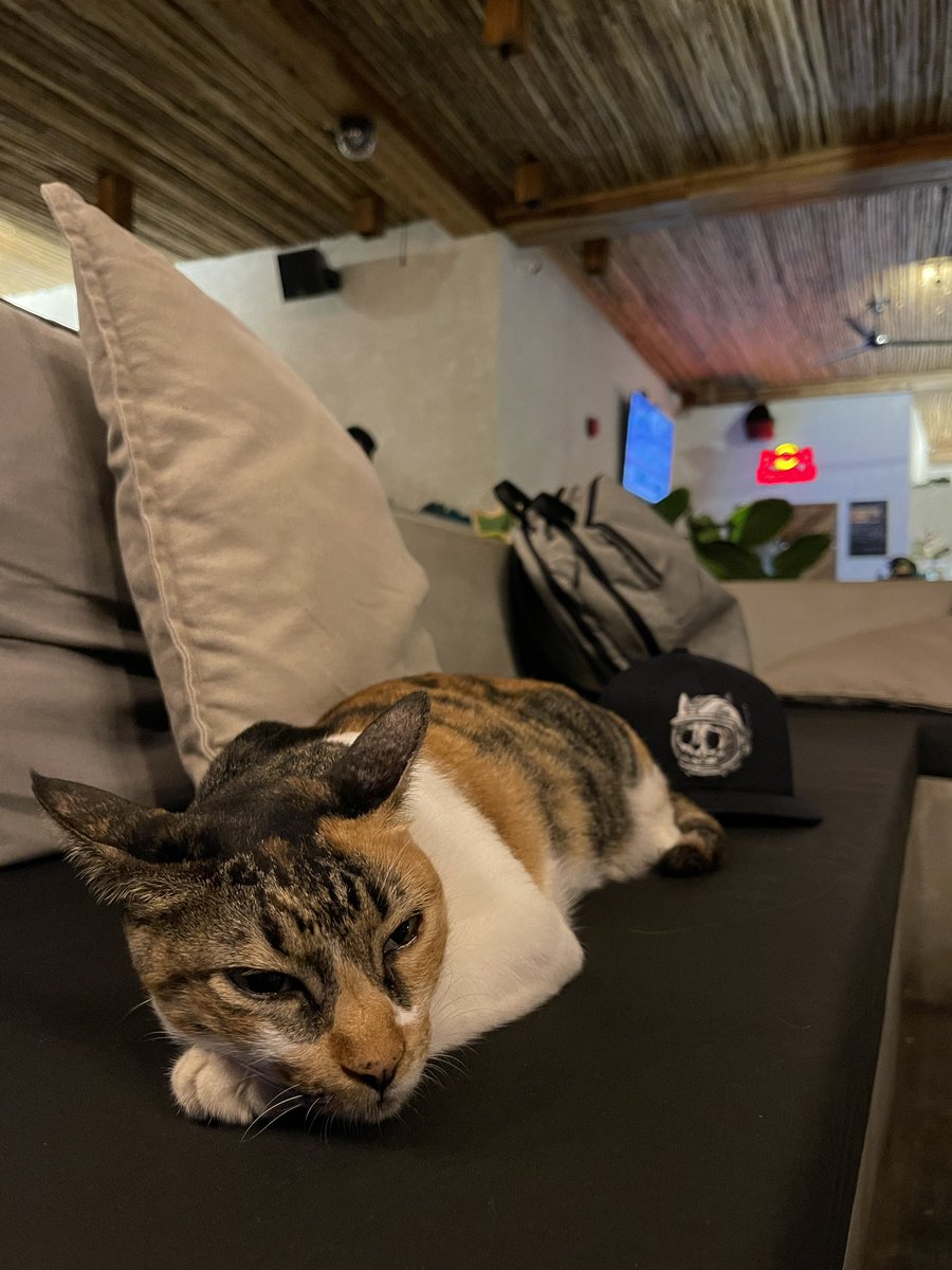 Like a boss. 

#thatisall #takeover 

<a href="/catnip_bcrc/">Catnip 🔨 Boss Cat Rocket Club</a> <a href="/BossCatRC/">Boss Cat Rocket Club</a> <a href="/IllumincatiBCRC/">ILLUMINCATI</a> <a href="/boogish280/">Boogish🐈🚀</a> <a href="/the__clutchness/">🜲 clutchness</a> <a href="/sgtbosscat/">Sergeant</a>