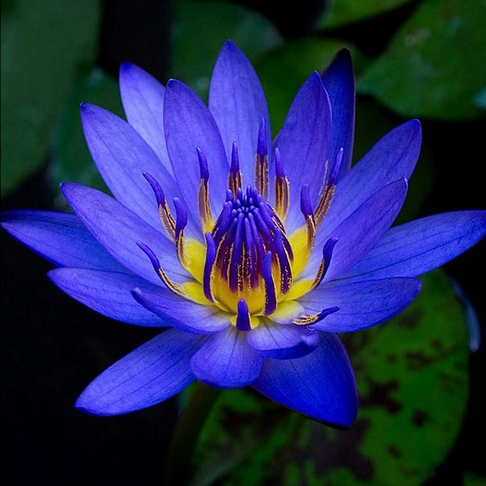 thamarindo's tweet image. Blue Water Lily   (Nymphaea Nouchali)

#bluewaterlily #aquaticplant #waterlily #blueflowers #nymphaea #lotusflower #waterlilies #plants #floral #sacredlotusflower #mysticalflower