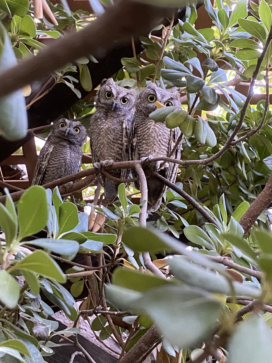 inmynaturehomie's tweet image. I was greeted by the cutest baby owls the other day! 
#owls #nature #CIS103