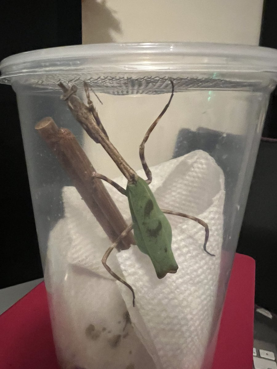 This month was all about insects in speech! We hatched praying mantises and butterflies! Check out this really cool mantis, affectionately named Leaf! #sequencing #pronouns #creativeSLP #whentheyhavefuntheylearn #articulation #PROMPT #speechismotor #auditoryskills