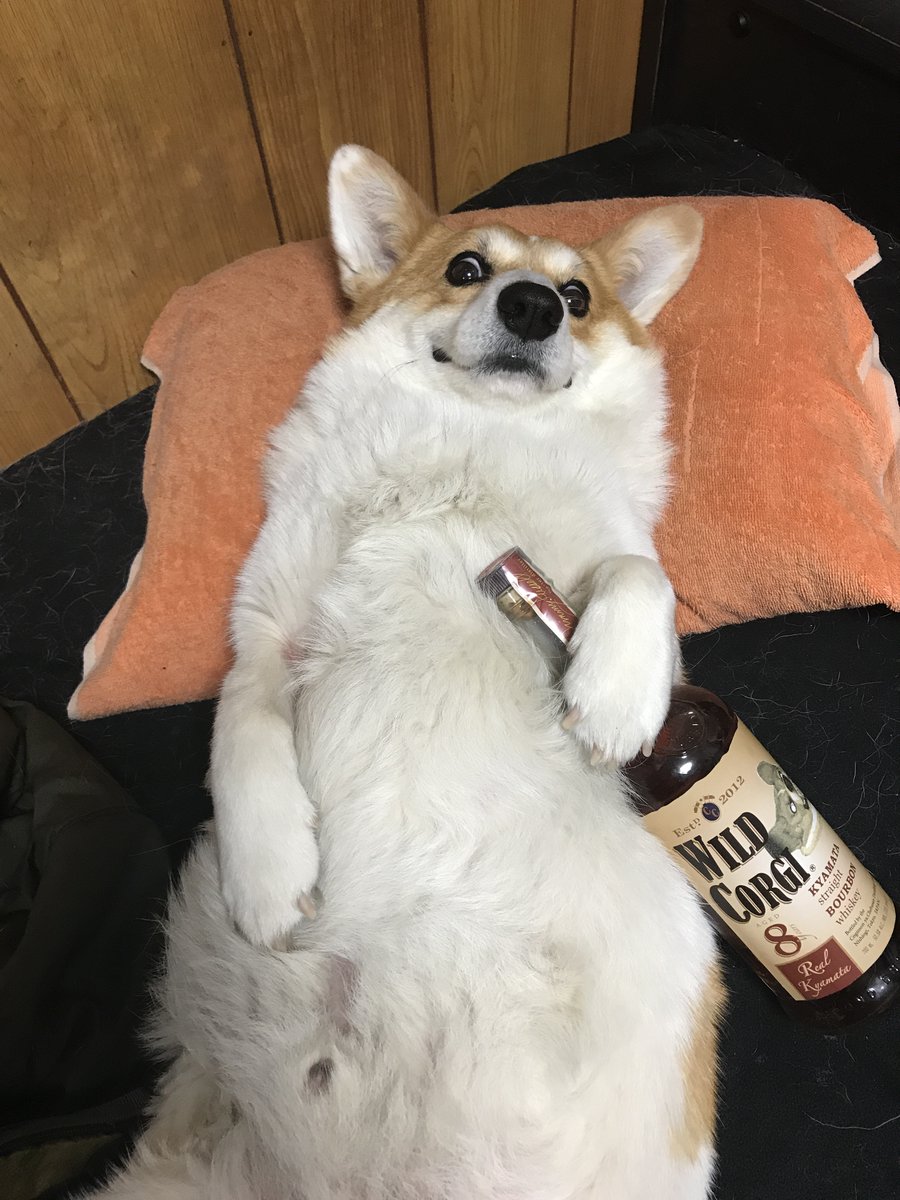 犬「飲みに行くぞ」

ええっ！まだお昼ですよ？