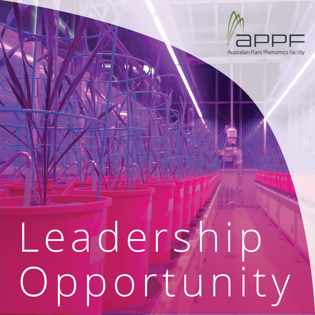 Are you an exceptional plant science leader? APPF has begun recruiting for a permanent Executive Director for our amazing team and cutting-edge phenomics infrastructure network. Learn more about this exciting role in the global plant science ecosystem. au.linkedin.com/company/austra…