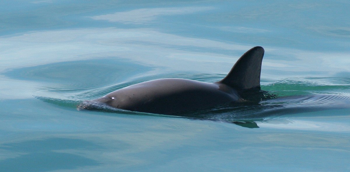 Ibero909FM's tweet photo. Hoy en @RadioSustentab1, @albertotino nos lleva a una expedición científica por Arrecife Alacranes con @migrivass y hablamos de la vaquita marina con @seashepherd, @pitmanrob y @NOAA. 

9 PM, por FM o https://t.co/7gU6F6ENxQ https://t.co/oG1Bzjurft