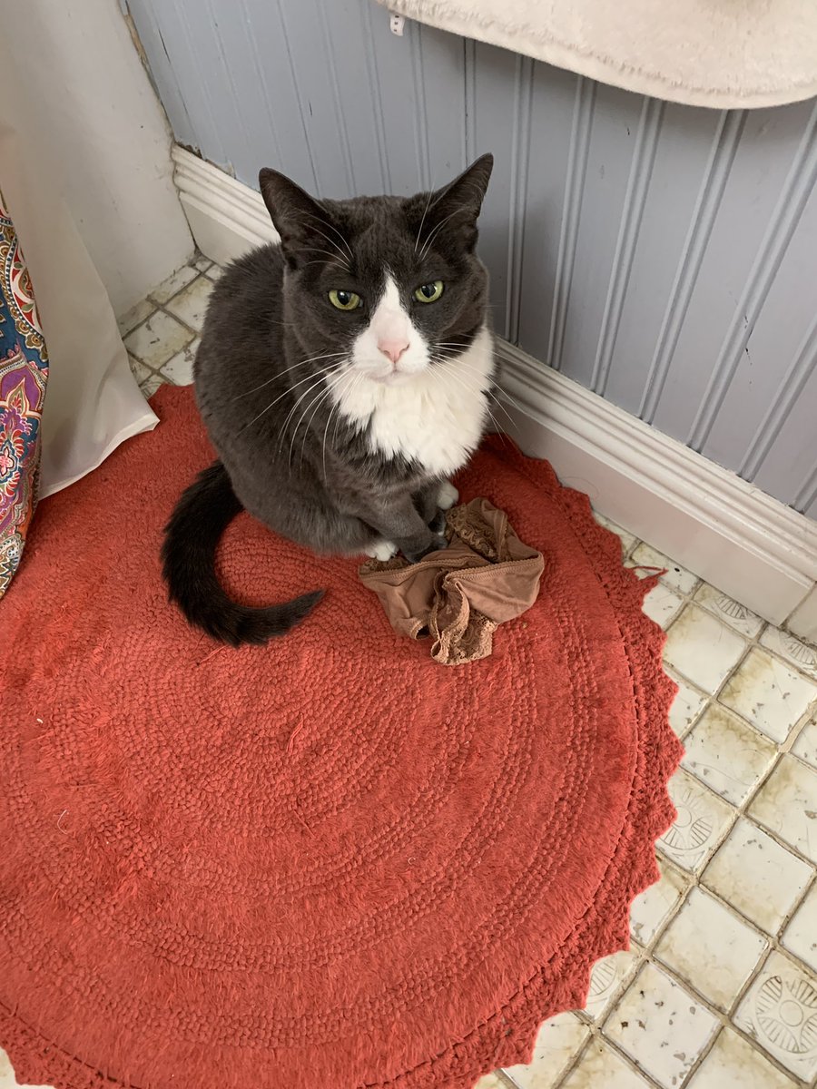 JessiAnnPrice's tweet photo. @BitchestheCat My sweet Sophia crossed the rainbow bridge just a few months shy of 19yrs old when I was 3 months pregnant. She was a sassy girl who loved sunshine, pillows, and yogurt. She would occasionally steal my underwear. She was my first pet as an adult and I will love her forever https://t.co/E8gdCVrb2d