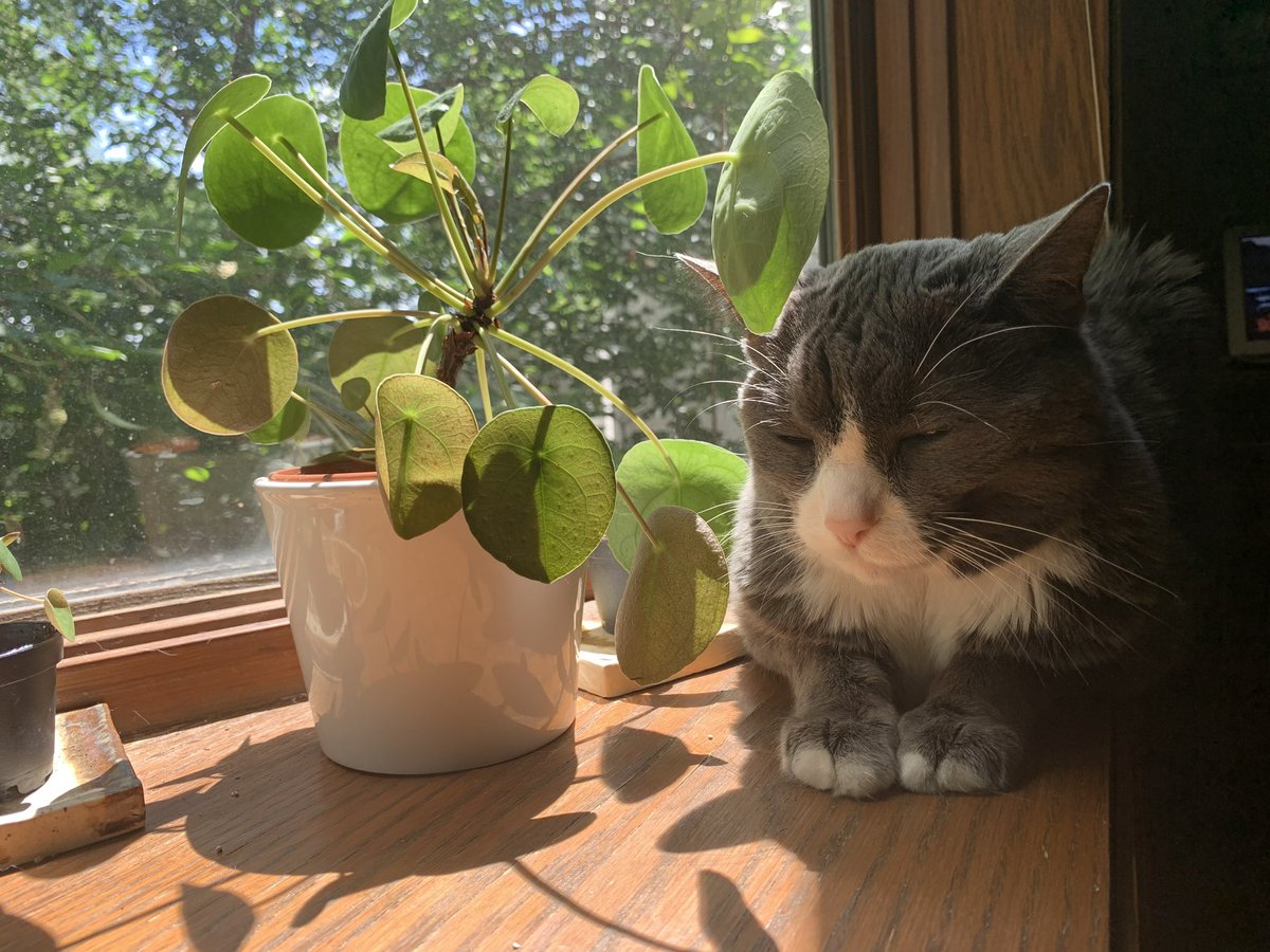 JessiAnnPrice's tweet photo. @BitchestheCat My sweet Sophia crossed the rainbow bridge just a few months shy of 19yrs old when I was 3 months pregnant. She was a sassy girl who loved sunshine, pillows, and yogurt. She would occasionally steal my underwear. She was my first pet as an adult and I will love her forever https://t.co/E8gdCVrb2d