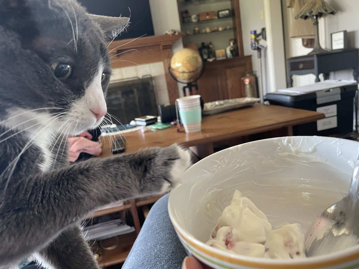 JessiAnnPrice's tweet photo. @BitchestheCat My sweet Sophia crossed the rainbow bridge just a few months shy of 19yrs old when I was 3 months pregnant. She was a sassy girl who loved sunshine, pillows, and yogurt. She would occasionally steal my underwear. She was my first pet as an adult and I will love her forever https://t.co/E8gdCVrb2d