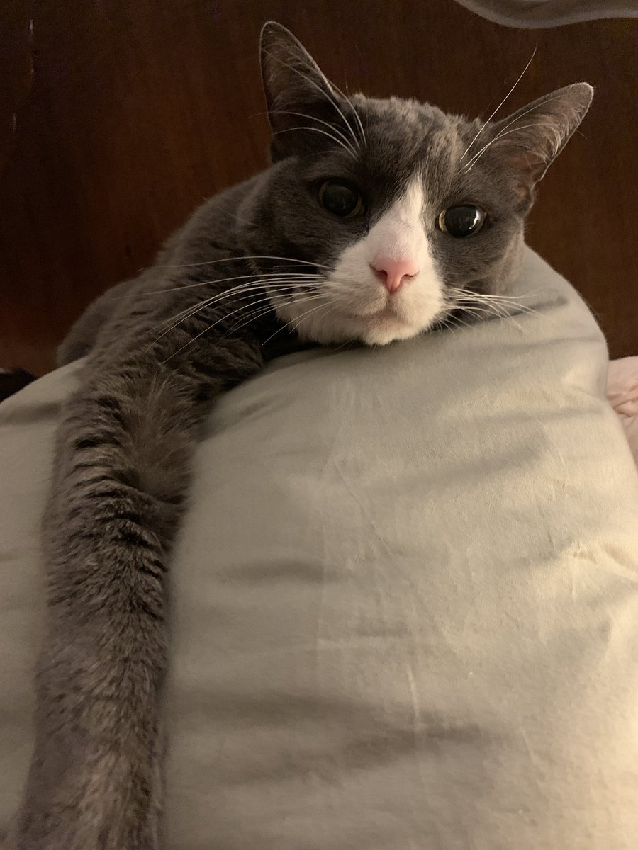JessiAnnPrice's tweet photo. @BitchestheCat My sweet Sophia crossed the rainbow bridge just a few months shy of 19yrs old when I was 3 months pregnant. She was a sassy girl who loved sunshine, pillows, and yogurt. She would occasionally steal my underwear. She was my first pet as an adult and I will love her forever https://t.co/E8gdCVrb2d