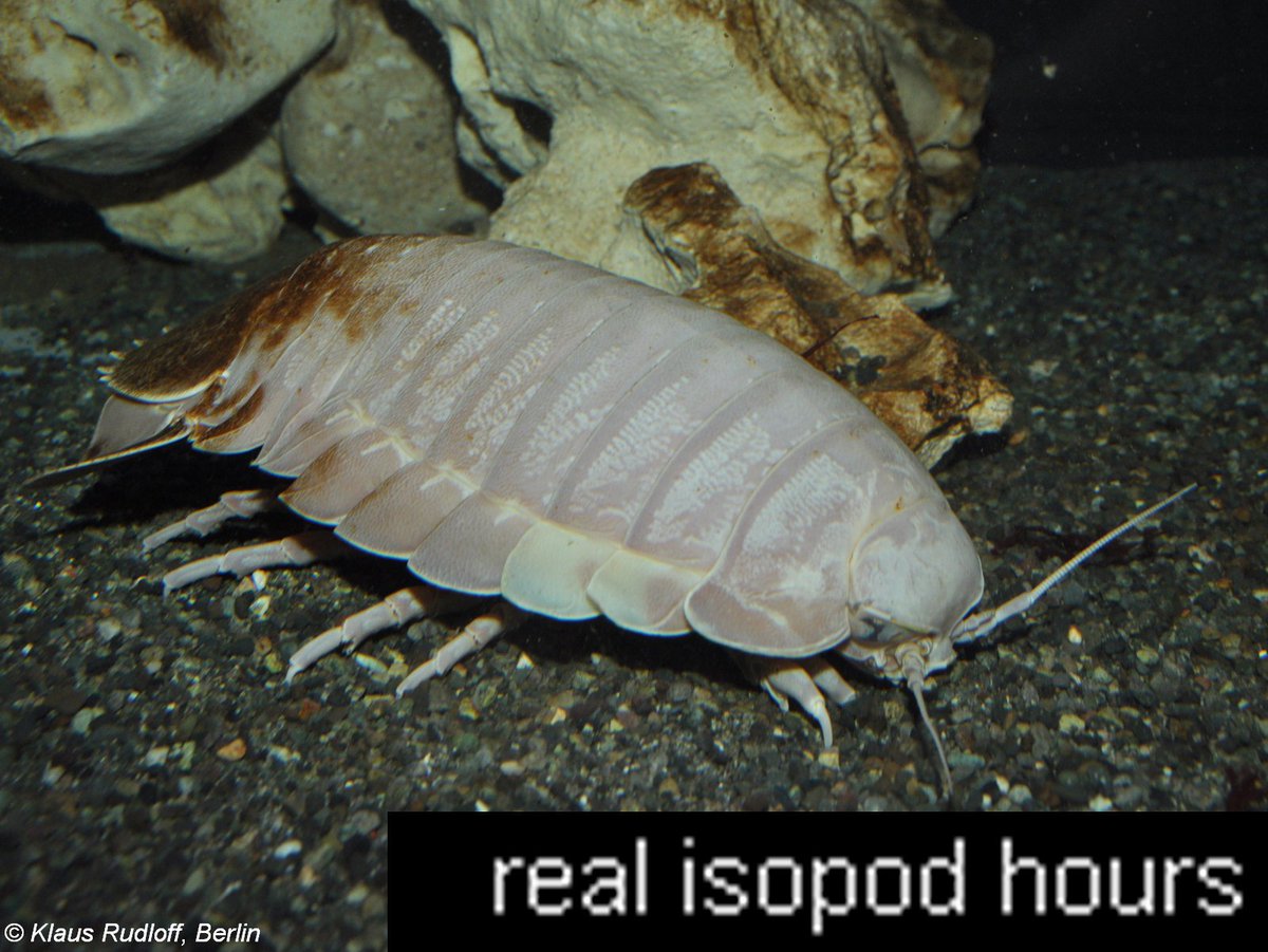 IsopodBot's tweet image. It's real isopod hours
