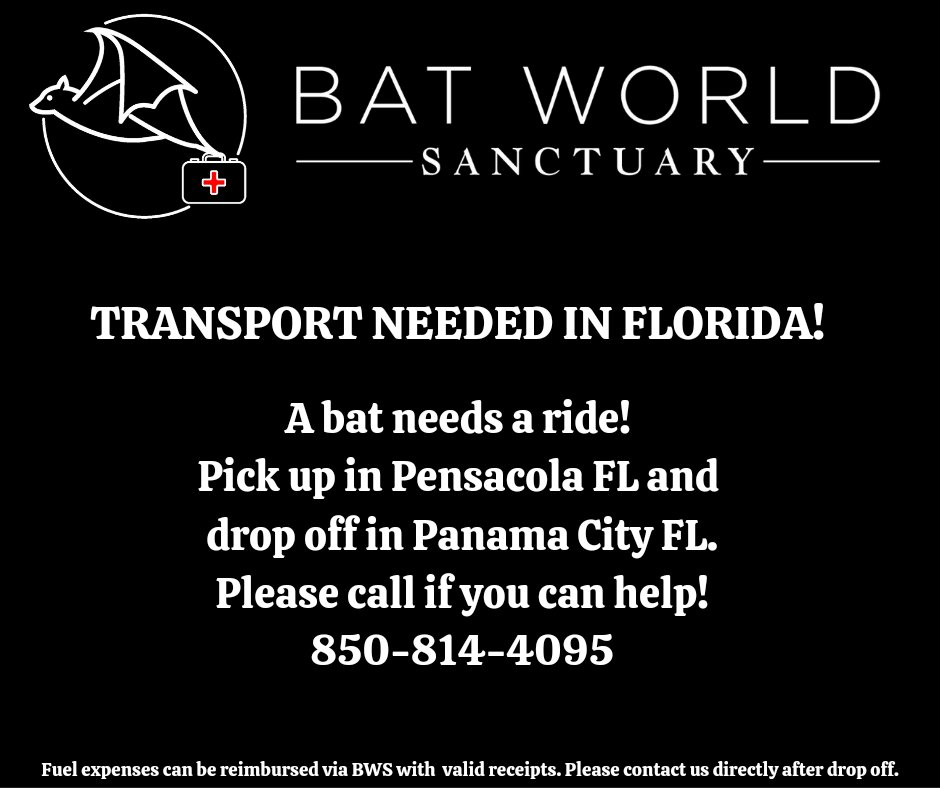 batworld's tweet photo. We need a #BatHero!
A little bat needs a ride from Pensacola FL to the rescuer in Panama City FL. If you are able to help with this transport mission, please give the rescuer a call at 850-814-4095. Fuel expenses can be reimbursed with receipts through Bat World Sanctuary. https://t.co/4VgVlI5qN7