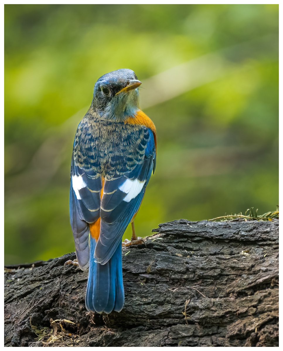 Monday blues on a Tuesday...

Blue capped Rock-thrush
Nikon Z9+500mm

@BirdWatchingMy @BirdWatchDaily @NGTIndia @NikonIndia @SPmagazine #Birdland #BirdsSeenIn2023 #IndiAves #NatGeoExplorer #WildLifeRPG #NaturePhotography #nikonZ9 #PhotoOfTheDay #wildlife #TwitterNatureCommunity