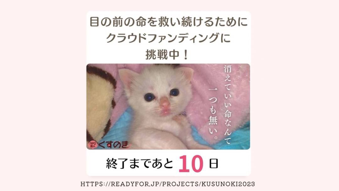 #クラウドファンディング 現在264人の方よりご支援いただき95%迄到達しています！本当にありがとうございます🙇‍♀️しかし目標の300万円には139,000円足りません💦達成しなければ頂いたご支援は全て返金になるというルール。ご支援 ご協力 #拡散 をどうかお願いします🙏 #保護猫
readyfor.jp/projects/kusun…