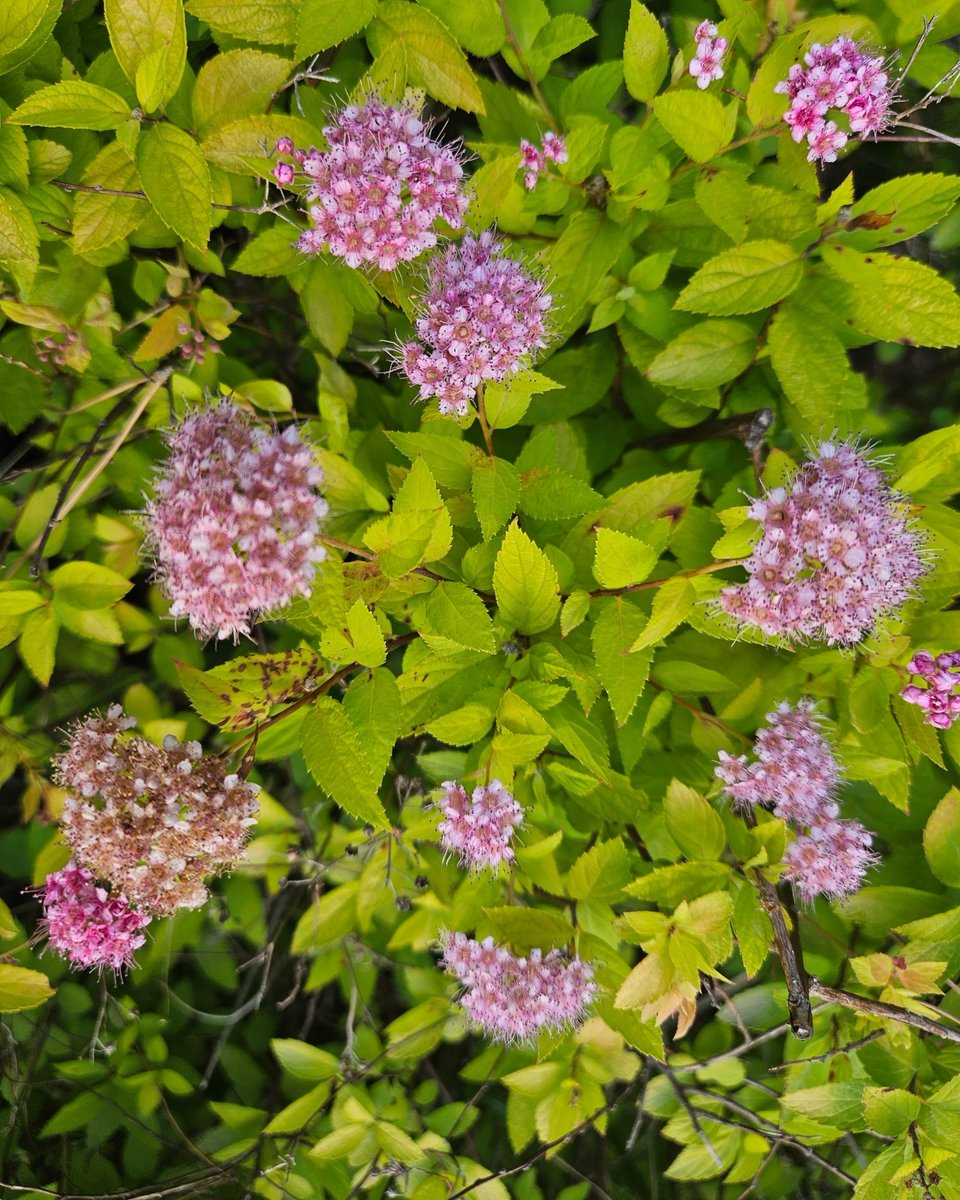 꽃 이름은 잘 모르겠는데, 솜털같이 보슬보슬한 느낌이 귀엽네엥~~