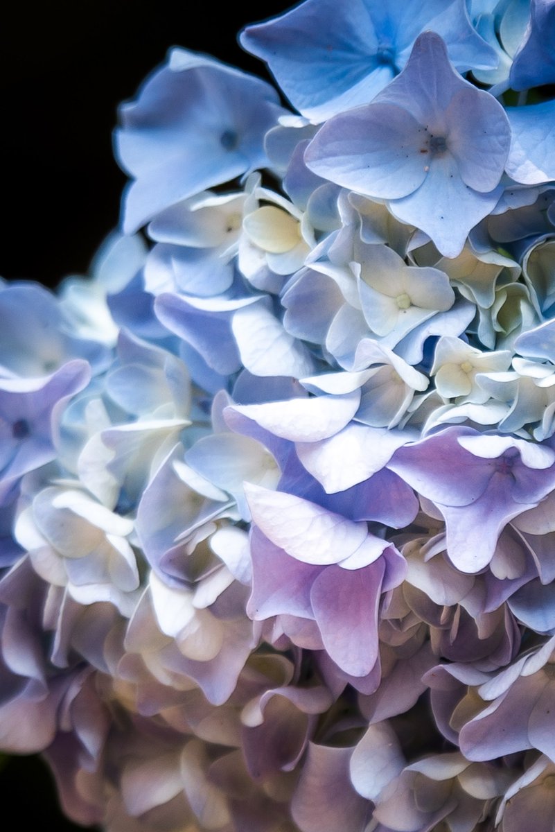 to_____shi441's tweet photo. 紫陽花日和 https://t.co/E9IvNUUMu7