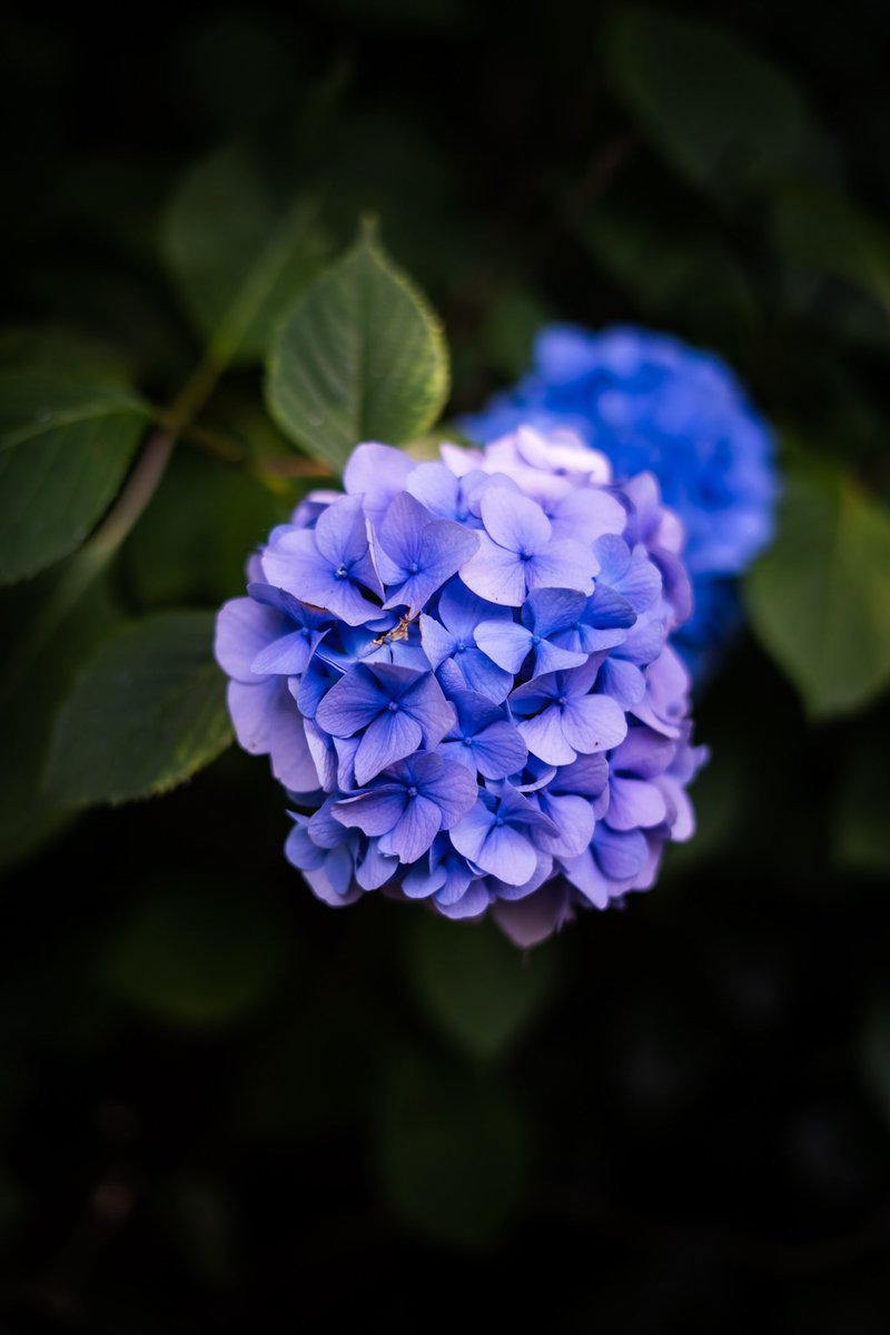 to_____shi441's tweet photo. 紫陽花日和 https://t.co/E9IvNUUMu7