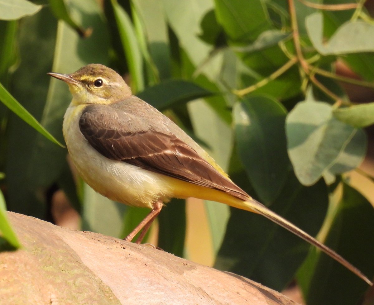 Good Morning, Grey Wagtail, this one foraging alone on a forest edge
#birds #BirdsOfTwitter #IndiAves #BirdsSeenIn2023 #nature #birding  #NaturePhotography #birdphotography
#TwitterNatureCommunity #naturebeauty #birdwatching