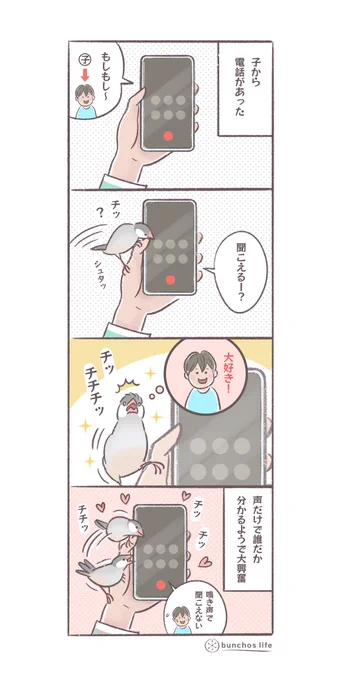 大好きな子の声は電話越しでも分かる2号
#文鳥 
#4コマ漫画 

*過去作ダウンロードできます!(固定ツイート参照) 