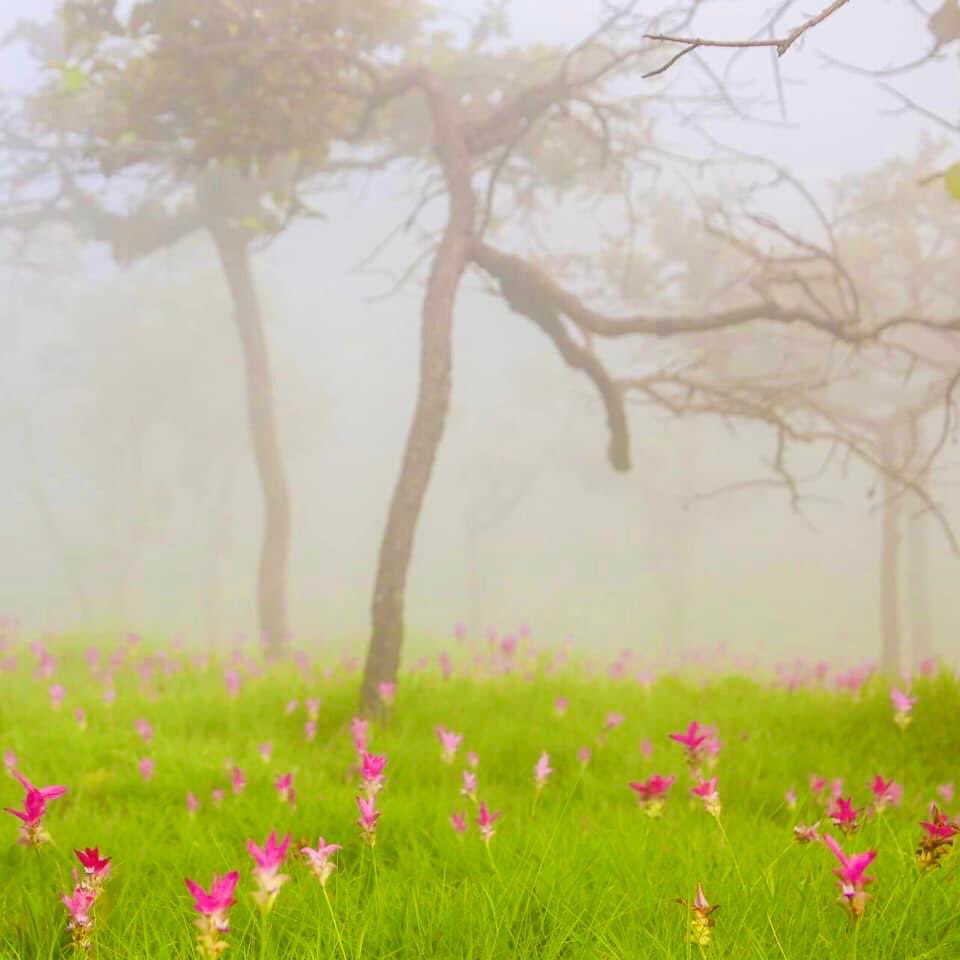 crazy_journeys's tweet photo. ทุ่งดอกกระเจียวบานแล้ว เตรียมตัวไปเที่ยวกัน ที่อุทยานแห่งชาติป่าหินงาม และอุทยานแห่งชาติไทรทอง ตอนนี้เริ่มเบ่งบานเต็มทุ่ง เขียวๆ ฝนๆ หมอกๆ แบบนี้ บอกเลยว่าสวยมาก ต้องไปเที่ยวกันแล้ว
@Review_Thailand @ReviewEsan 
#ทุ่งดอกกระเจียว #ชัยภูมิ https://t.co/m8dJUIMZGq