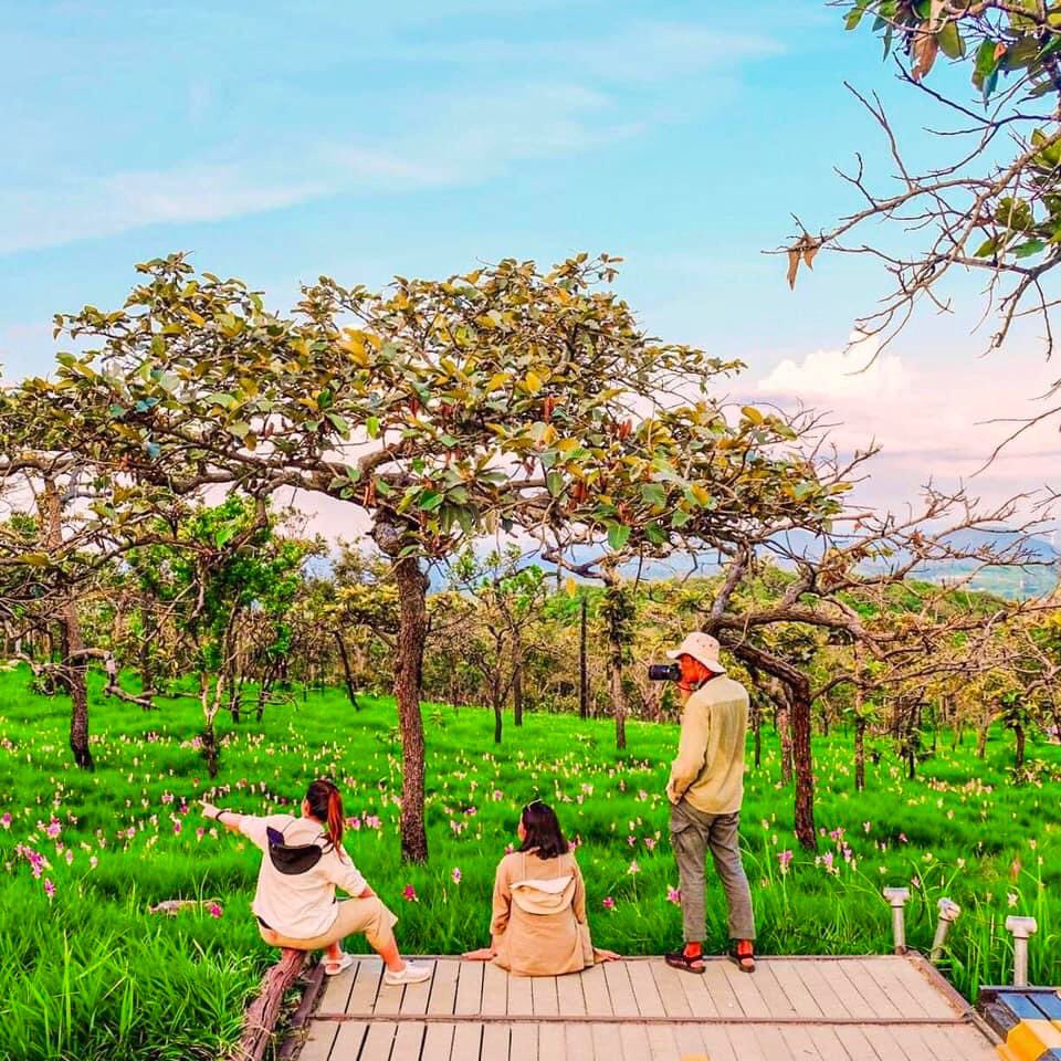 crazy_journeys's tweet photo. ทุ่งดอกกระเจียวบานแล้ว เตรียมตัวไปเที่ยวกัน ที่อุทยานแห่งชาติป่าหินงาม และอุทยานแห่งชาติไทรทอง ตอนนี้เริ่มเบ่งบานเต็มทุ่ง เขียวๆ ฝนๆ หมอกๆ แบบนี้ บอกเลยว่าสวยมาก ต้องไปเที่ยวกันแล้ว
@Review_Thailand @ReviewEsan 
#ทุ่งดอกกระเจียว #ชัยภูมิ https://t.co/m8dJUIMZGq