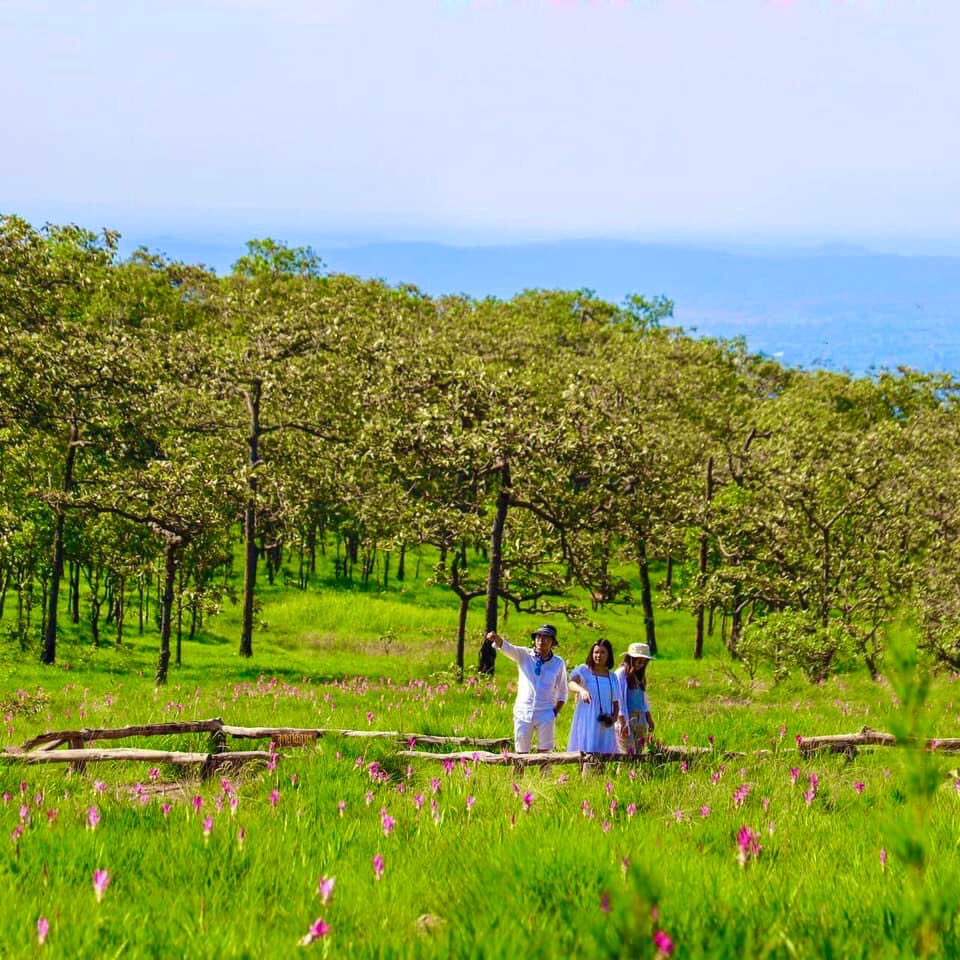 crazy_journeys's tweet photo. ทุ่งดอกกระเจียวบานแล้ว เตรียมตัวไปเที่ยวกัน ที่อุทยานแห่งชาติป่าหินงาม และอุทยานแห่งชาติไทรทอง ตอนนี้เริ่มเบ่งบานเต็มทุ่ง เขียวๆ ฝนๆ หมอกๆ แบบนี้ บอกเลยว่าสวยมาก ต้องไปเที่ยวกันแล้ว
@Review_Thailand @ReviewEsan 
#ทุ่งดอกกระเจียว #ชัยภูมิ https://t.co/m8dJUIMZGq