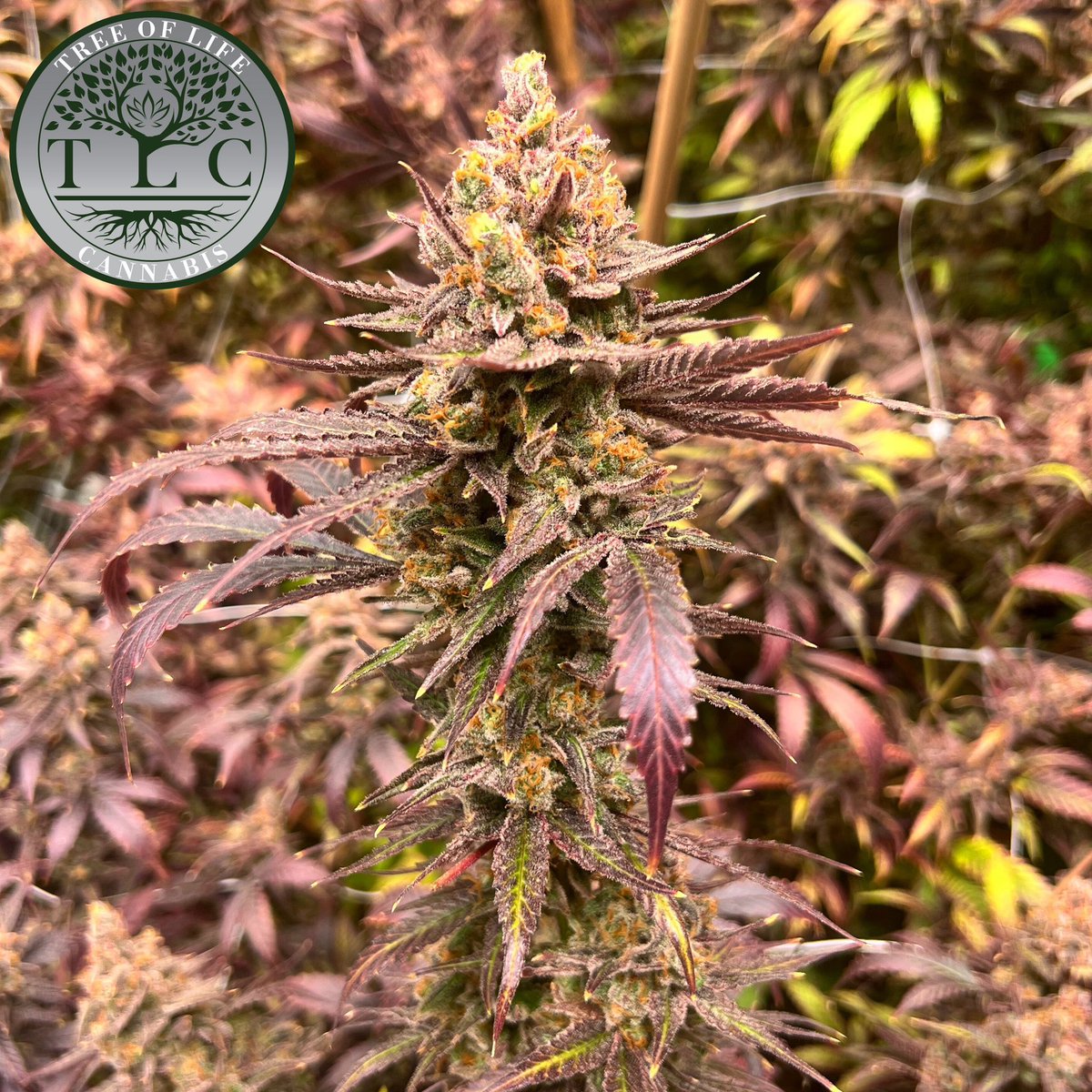 🚨HUGE ANNOUNCEMENT COMING 6/20 10am CST

#micanna #michigancannabis #craftcannabis #craftorganic #organiccannabis #organics #livesoil #livesoilcannabis #treeoflifecannabis #legal #legalcannabis #michiganlegal #livesoilcannabis #tlccannabis #cannabisfeatures #craftorganiccannabis