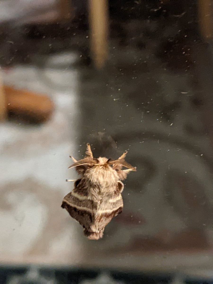 Yes, you coelaCAN. tweet media