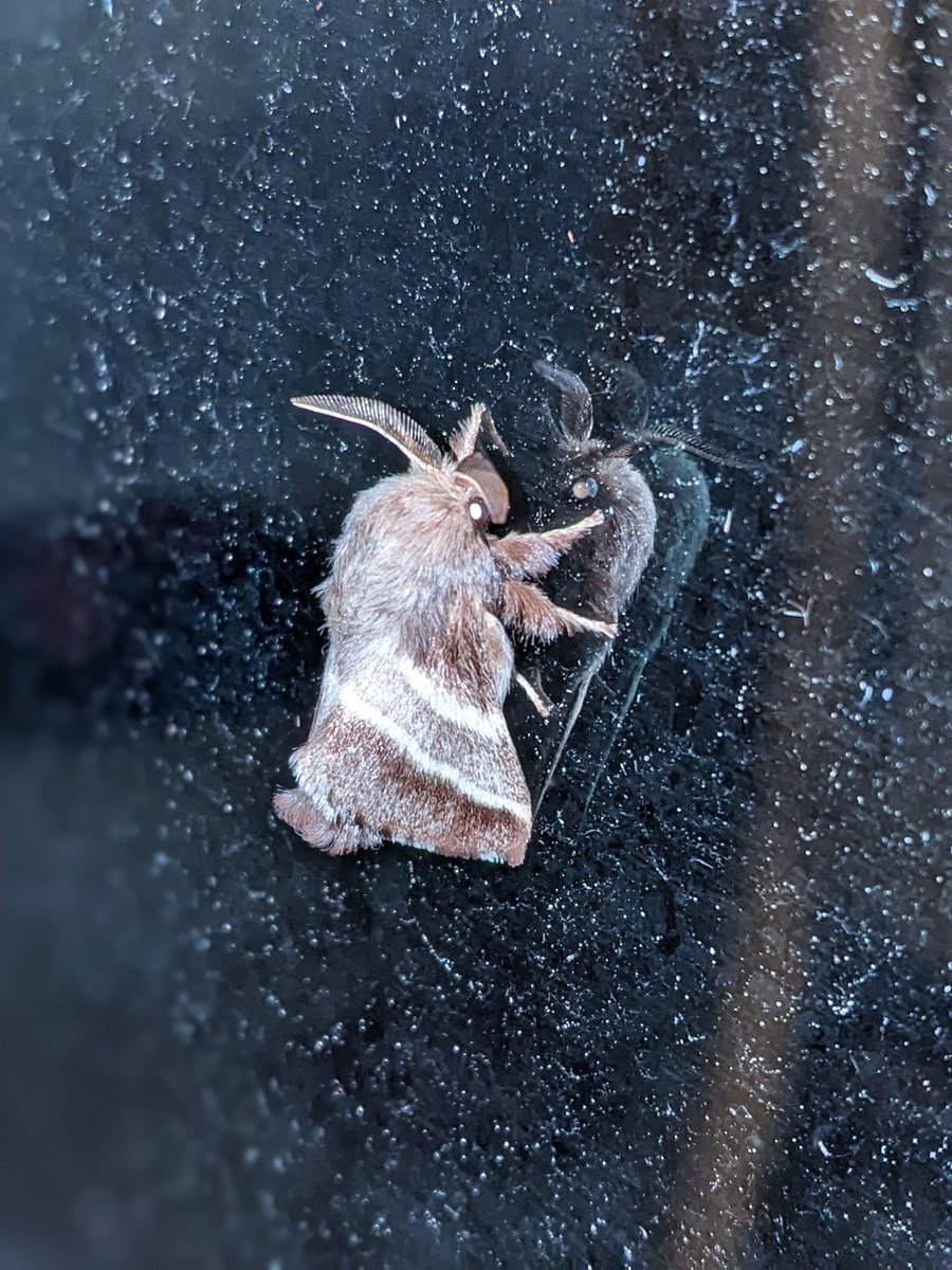 Yes, you coelaCAN. tweet media