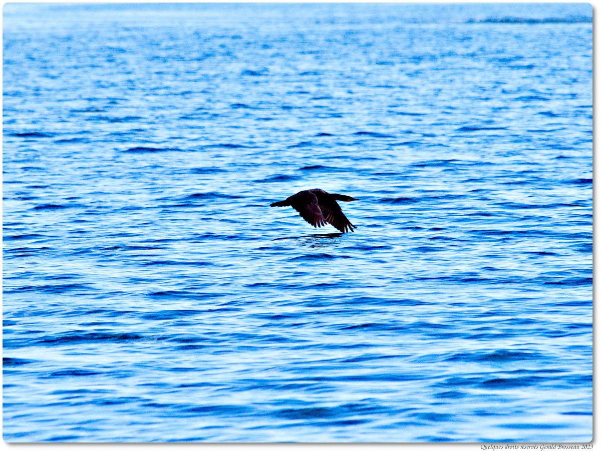 Gerald Brosseau tweet media