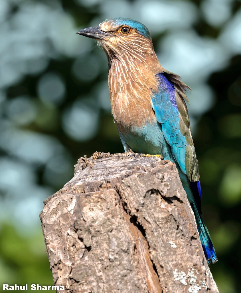 Have a beautiful day 💛💕
Roller Bird 🐦 
#ThePhotoHour #ThePhotoMode #BBCWildlifePOTD #IncredibleIndia #India @Canon_India #capturedoncanon #natgeoyourshot #yourshotphotographer 
@Canon #bbc #nature @Nature @IndiAves