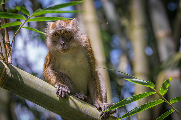 gorillatoursug's tweet photo. 💡Did you know? Colobus Monkeys🐒 are an endangered species found in Kibale Forest NP🌳, & they exhibit a dramatic change in behaviour when approaching puberty, like becoming restless & nomadic.
#Monkeys #friendlygorillasafari #kibaleNP #redcolobus #ExploreUganda #wildlife https://t.co/s07kPob2YG