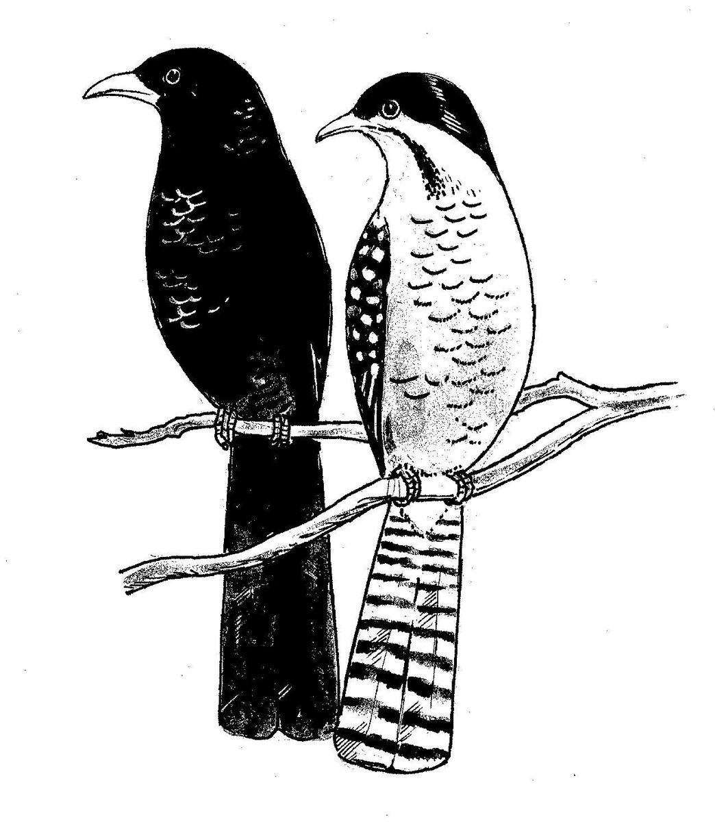 This cute little bird the Jawok 'Eastern Koel, Common Koel' get it's name from it's call, have a listen! bit.ly/3WZsyMe