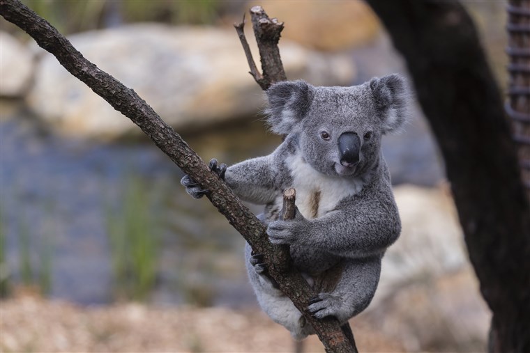 Koalas Every Hour (@KoalasEveryHr) on Twitter photo 2023-06-20 04:00:02